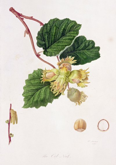 The Cob Nut, 1816 av William Hooker