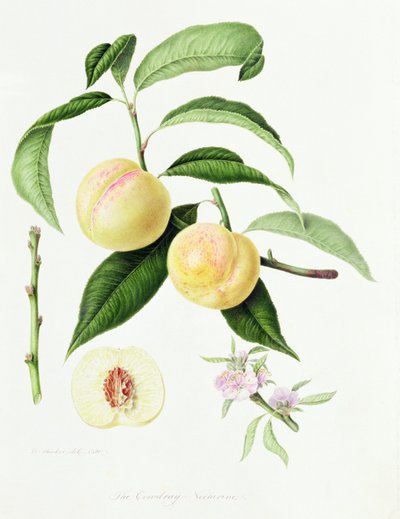 The Conudray Nectarine, 1820 av William Hooker