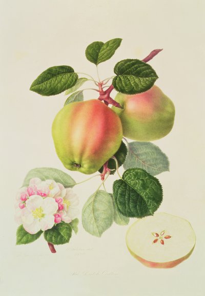 Den nederlandske Codlin, 1820 av William Hooker