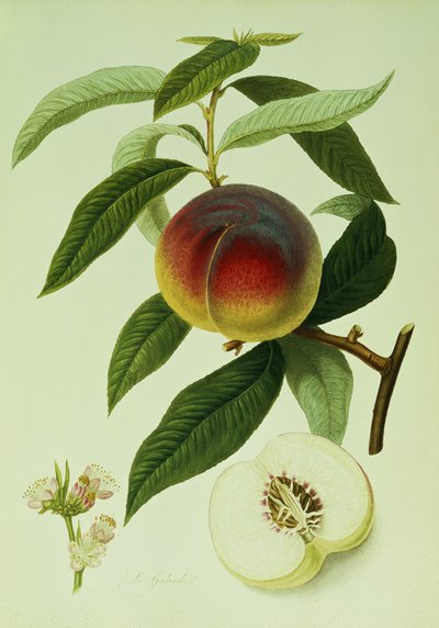 The Galande Peach (fargelitografi) av William Hooker