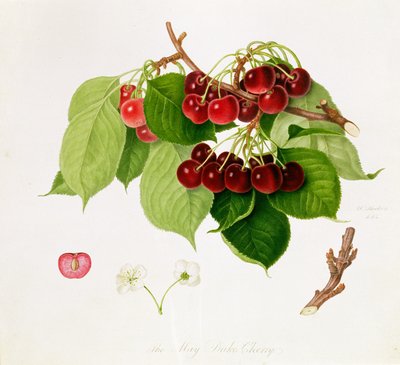 May Duke Cherry, 1815 av William Hooker