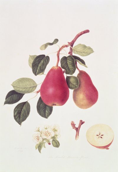 The Scarlet Beurree Pear, 1819 av William Hooker