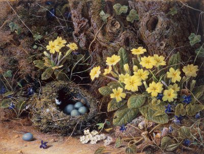 Stilleben med et fuglerede, primula og fioler (blyant og akvarell) av William Hough