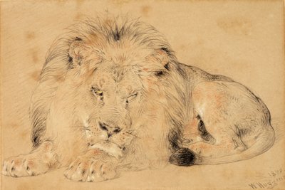Studie av en løve, 1879 (kritt på papir) av William Huggins