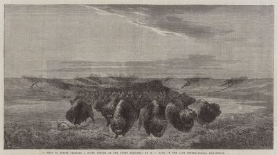 En flokk med bisoner som krysser en elvebunn på Upper Missouri, i den sene internasjonale utstillingen av William Jacob, Sr. Hays
