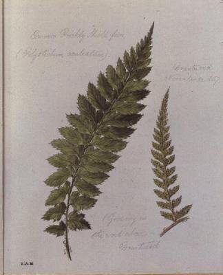 Common Prickly Shield-bregne, malt i Brantwood, 30. november 1857 (akvarell på papir) av William James Linton