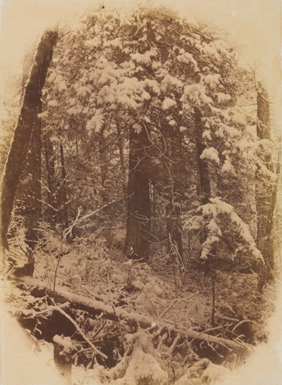Uten tittel Woods in Snow, 1859. av William James Stillman