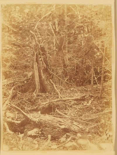  av William James Stillman