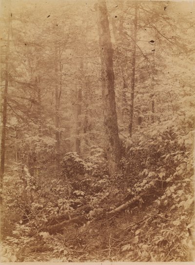  av William James Stillman
