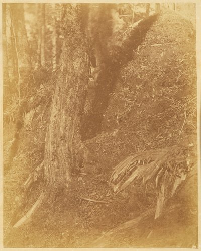  av William James Stillman