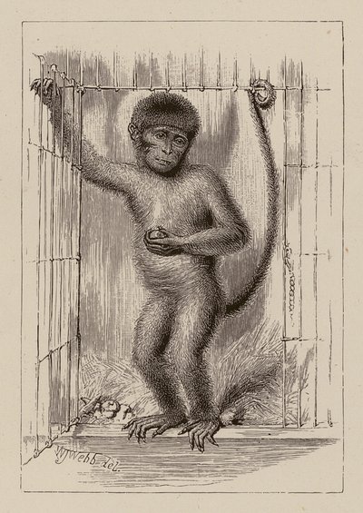  av William James Webbe