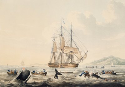 Whaling in South Seas, gravering av William John Huggins (1781-1845), 44x57 cm av William John Huggins