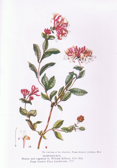 Honeysuckle, Nature in Britain utgitt av Collins, 1946 av William Kilburn