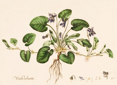 Søt fiolett, c1770-1790. av William Kilburn