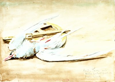 Rødnebbterne og en sekstant av tre funnet på Axels øy, Spitsbergen, 1900-tallet (akvarell) av William Lionel Wyllie