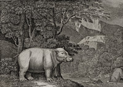 Hippopotamus of Cape of Good Hope, publisert i 