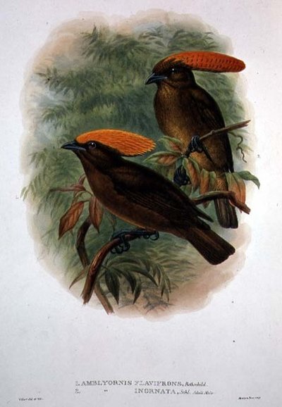 Amblyornis Flavifrons (farge litho) av William Matthew Hart