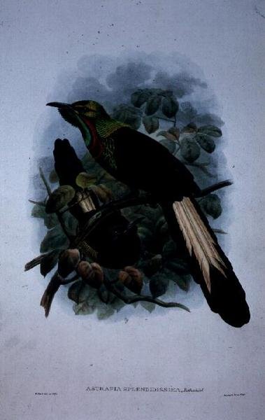 Astrapia Splendidissima (farge litho) av William Matthew Hart