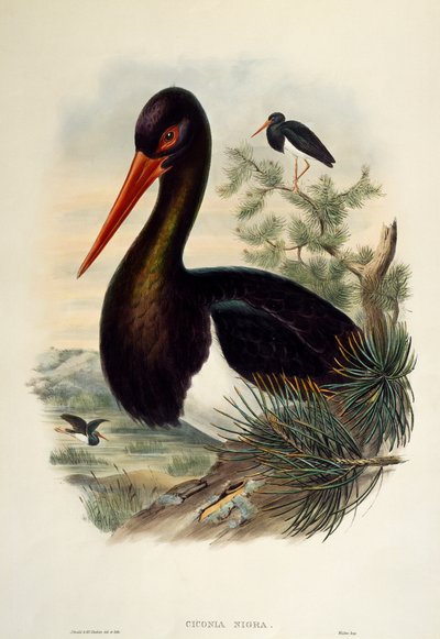 Black Stork (Ciconia nigra), litografi fra Birds of Great Britain av William Matthew Hart