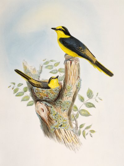 Brunrumpet Minivet (Pericrocotus cantonensis), litografi fra Birds of Asia av William Matthew Hart