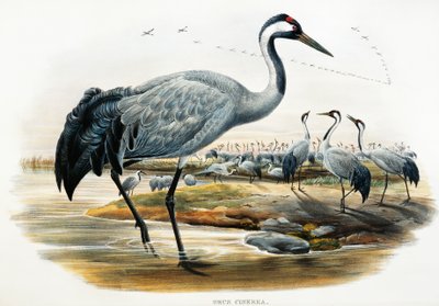 Vanlig trane (Grus cinerea), litografi fra Birds of Great Britain av William Matthew Hart