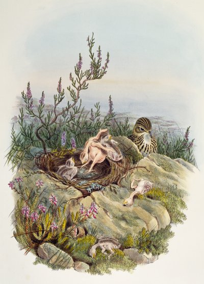Common Cuckoo, av John Gould (1804-1881), litografi av William Matthew Hart (1830-1908), Storbritannia av William Matthew Hart