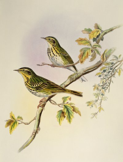 Indian Tree-Pipit (Pipastes agilis), litografi fra Birds of Asia av William Matthew Hart