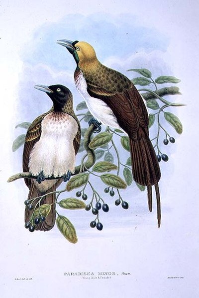 Paradisaea Guilielmi - Lesser Bird of Paradise (farge litho) av William Matthew Hart