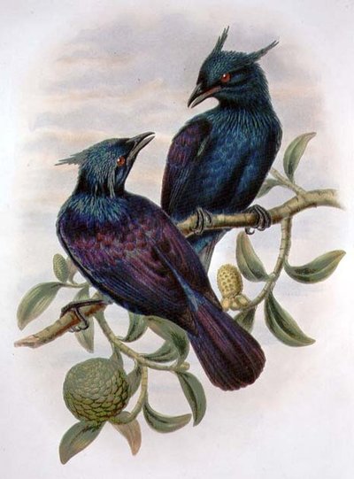 Phonygama Purpureiviolacea (farge litho) av William Matthew Hart
