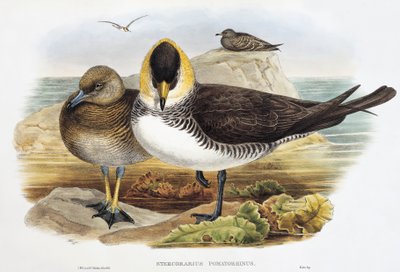 Pomarine Jaeger (Stercorarius pomarinus), litografi fra Birds of Great Britain av William Matthew Hart