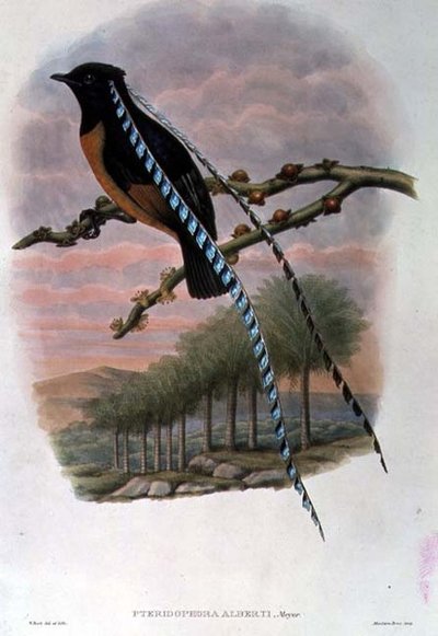 Pteridophora Alberti, konge av Sachsen Bird of Paradise (farge litho) av William Matthew Hart
