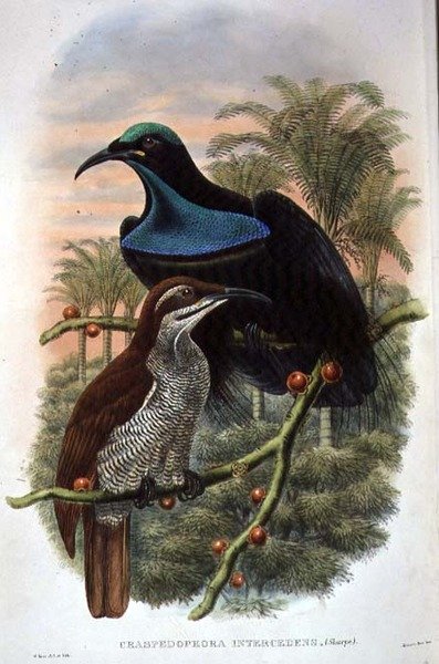 Ptiloris Magnificus, Rifle Bird of Paradise (farge litho) av William Matthew Hart