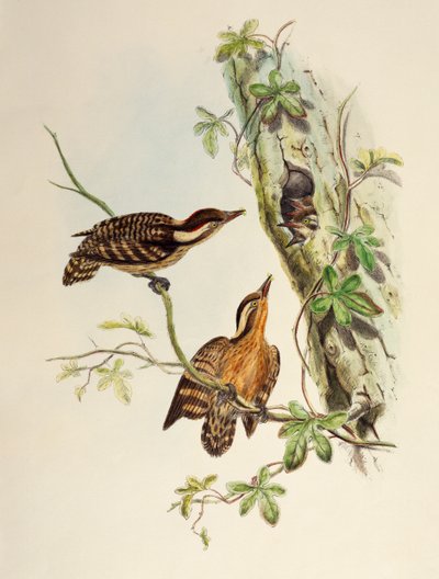 Sunda Woodpecker (Dendrocopos moluccensis), litografi fra Birds of Asia av William Matthew Hart