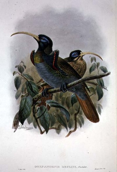 Hvit sigdnebb paradisfugl (farge litho) av William Matthew Hart