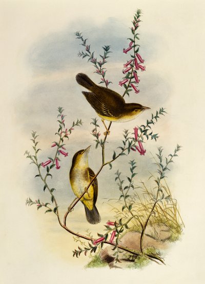 Hvitflekket fluesnapper (Pseudogerygone notata), gravering av William Matthew Hart (1830-1908), Storbritannia av William Matthew Hart