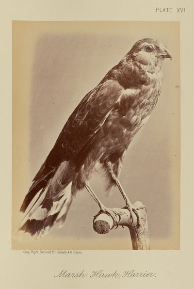  av William Notman