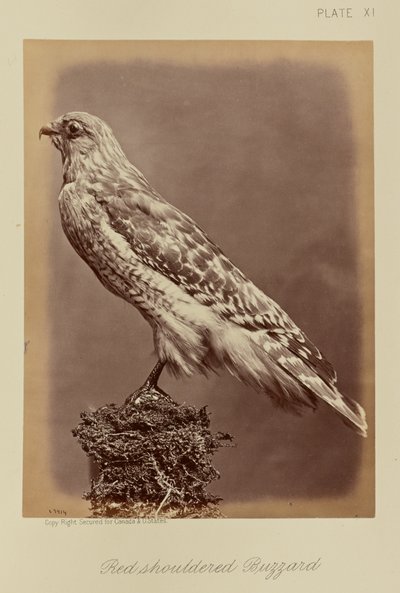  av William Notman
