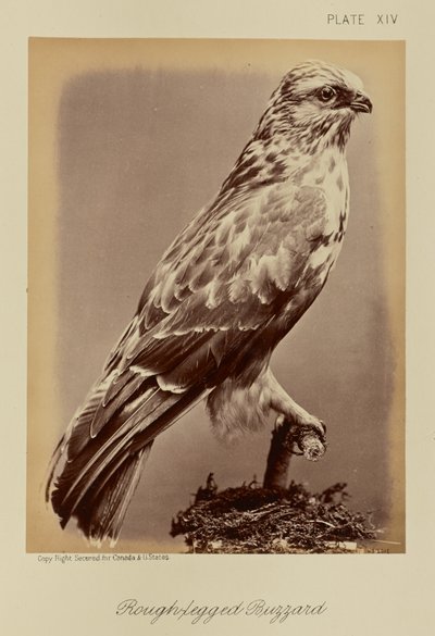  av William Notman