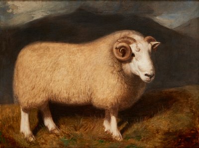 Cheviot Ram (olje på lerret) av William Shiels