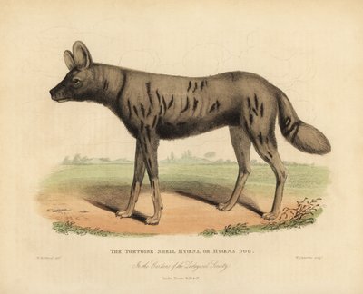 Afrikansk jakthund, Lycaon pictus. av William Smellie