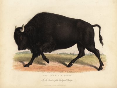 Amerikansk bison eller bøffel, bison bison. av William Smellie