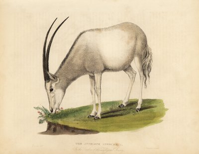Arabisk oryx eller hvit oryx, Oryx leucoryx. Sårbar. av William Smellie