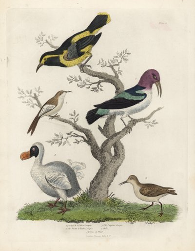 Svart og gul creeper, brun og hvit creeper, Certhia americana, Cayenne creeper, Dacnis cayana, Dodo, Raphus cucullatus og purre eller stint, Calidris alpina. Håndfarget kobberstikk av en ukjent kunstner fra William Smellies Natural Histo av William Smellie