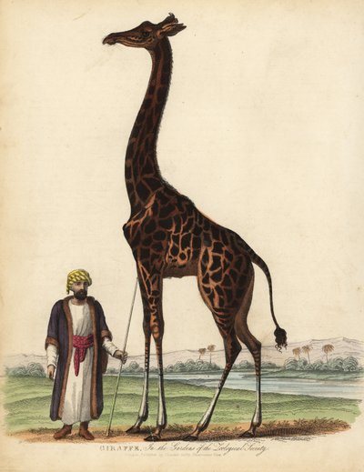 Giraffe, Giraffa camelopardalis. av William Smellie