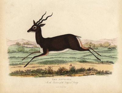 Indisk antilope eller svartbukk, Antilope cervicapra. av William Smellie