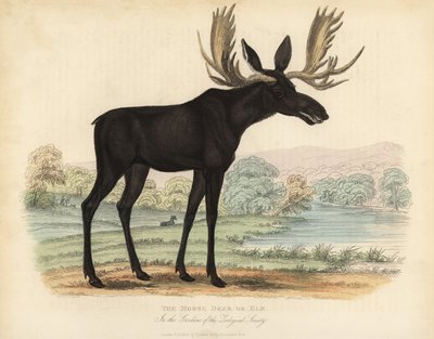 Elg eller elg, Alces alces. av William Smellie