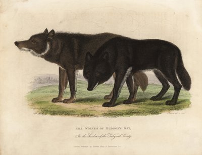 Wolves of Hudson Bay, Canis lupus. av William Smellie