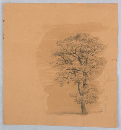 Studie av løvverk av William Stanley Haseltine