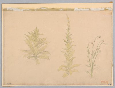Studie av mulleinplanter av William Stanley Haseltine