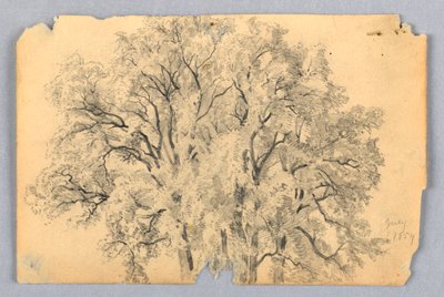 Studie av almetre av William Trost Richards